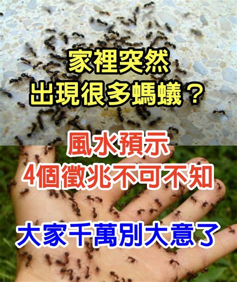 螞蟻 風水